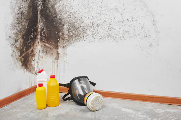 Best Mold Damage Repair  in Lesslie, SC