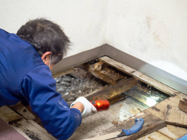 Best Mold Remediation  in Lesslie, SC