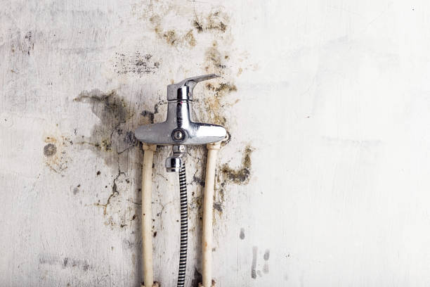 Office Mold Removal Services in Lesslie, SC