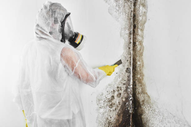 Best Mold Testing  in Lesslie, SC