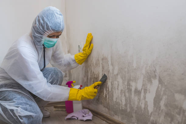 Trusted Lesslie, SC Mold Removal Experts