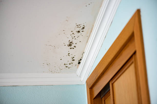 Water Damage Restoration in Lesslie, SC