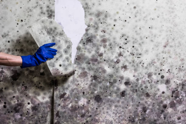 Best Same-Day Mold Removal  in Lesslie, SC