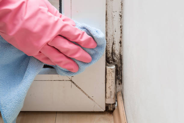 Best Residential Mold Removal  in Lesslie, SC