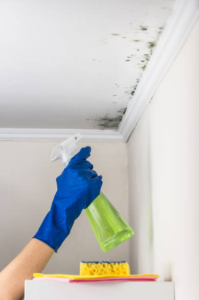 Best Home Mold Removal  in Lesslie, SC