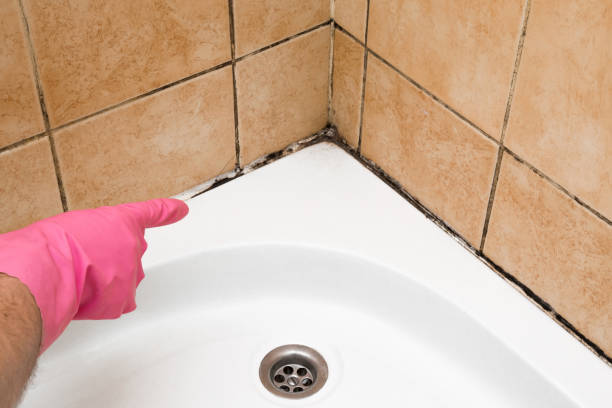 Best Residential Mold Removal  in Lesslie, SC