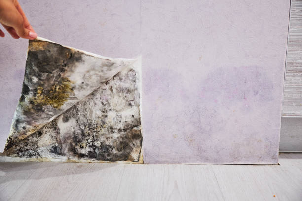 Mold Removal and Inspection in Lesslie, SC